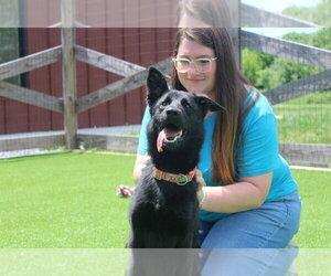 German Shepherd Dog-Unknown Mix Dogs for adoption in Chestertown, MD, USA