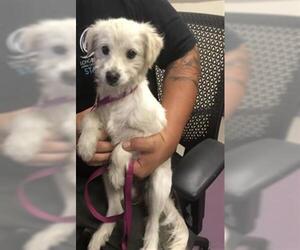 Mutt Dogs for adoption in Long Beach, CA, USA