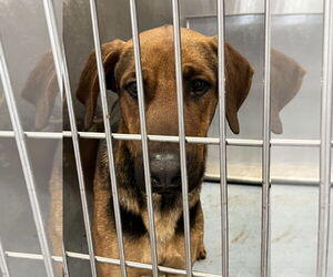 Medium Photo #2 Rhodesian Ridgeback-Unknown Mix Puppy For Sale in Pasadena, CA, USA