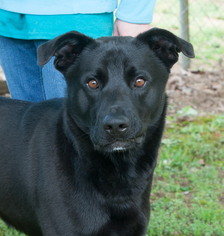 Labrador Retriever-Unknown Mix Dogs for adoption in Versailles, KY, USA