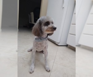 Poodle (Toy) Dogs for adoption in ft lauderdale, FL, USA