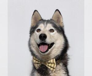 Siberian Husky Dogs for adoption in Santa Maria, CA, USA
