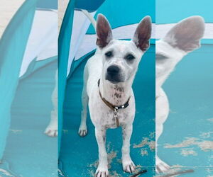 Labrador Retriever-Unknown Mix Dogs for adoption in Royal Palm Beach, FL, USA