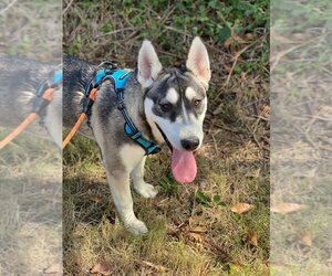 Huskies -Unknown Mix Dogs for adoption in Saint Helens, OR, USA