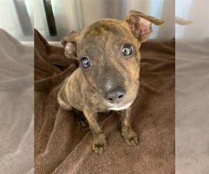 American Pit Bull Terrier-Unknown Mix Dogs for adoption in Chula Vista, CA, USA