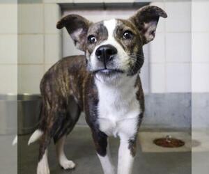 Mutt Dogs for adoption in San Antonio, TX, USA