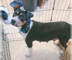 Beagle-Unknown Mix Dogs for adoption in Tehachapi, CA, USA