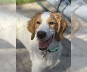 Spaniel-Unknown Mix Dogs for adoption in Farmington, MN, USA