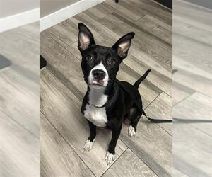 Mutt Dogs for adoption in Redlands, CA, USA