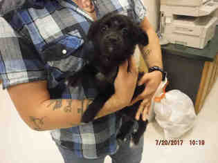Medium Photo #1 Chiranian Puppy For Sale in Oroville, CA, USA