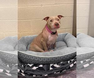 Mutt Dogs for adoption in Rockwall, TX, USA