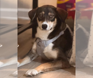 Mutt Dogs for adoption in Dana Point, CA, USA