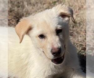 Labrador Retriever-Unknown Mix Dogs for adoption in Yardley, PA, USA