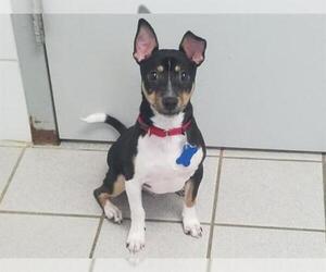 Rat Terrier Dogs for adoption in Canfield, OH, USA