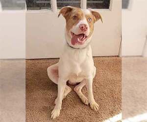 American Pit Bull Terrier-Australian Shepherd Mix Dogs for adoption in Amherst, OH, USA