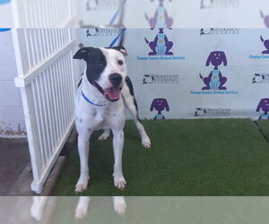 Mutt Dogs for adoption in Orlando, FL, USA