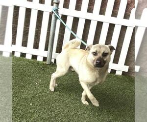 Pug-Unknown Mix Dogs for adoption in Modesto, CA, USA