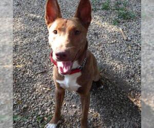 Pharaoh Hound Dogs for adoption in Madison, WI, USA