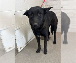 German Shepherd Dog-Unknown Mix Dogs for adoption in San Bernardino, CA, USA