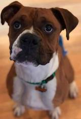 Boxer Dogs for adoption in Littleton, CO, USA