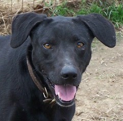Borador Dogs for adoption in Conway, AR, USA