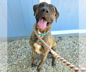 Mastiff-Unknown Mix Dogs for adoption in Long Beach, CA, USA