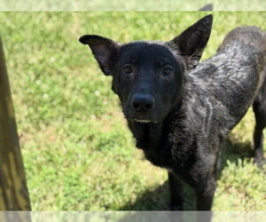 German Shepherd Dog-Unknown Mix Dogs for adoption in Tulsa, OK, USA