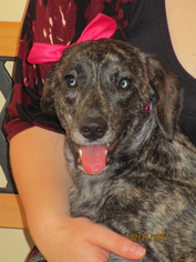 Mountain Cur Dogs for adoption in Low Moor, VA, USA