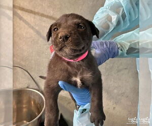 Labrador Retriever-Unknown Mix Dogs for adoption in Washington, DC, USA