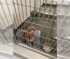 American Pit Bull Terrier-Unknown Mix Dogs for adoption in Upland, CA, USA