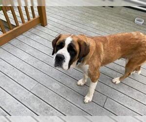 Saint Bernard Dogs for adoption in CORNING, NY, USA