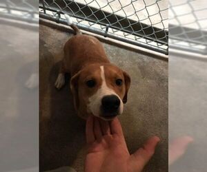 Beagle Dogs for adoption in Aurora, IN, USA