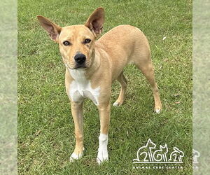 American Pit Bull Terrier-Unknown Mix Dogs for adoption in Irvine, CA, USA