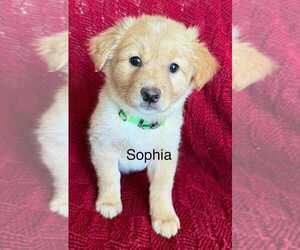 Great Pyrenees-Pug Mix Dogs for adoption in Aurora, IN, USA