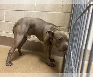 American Pit Bull Terrier Dogs for adoption in Martinez, CA, USA