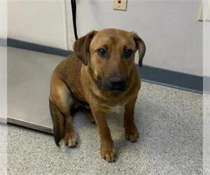 German Shepherd Dog-Unknown Mix Dogs for adoption in Visalia, CA, USA