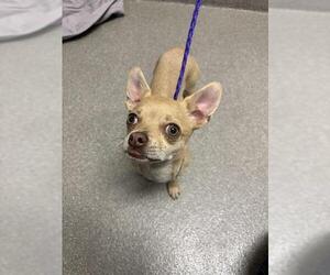 Chihuahua-Unknown Mix Dogs for adoption in Las Vegas, NV, USA