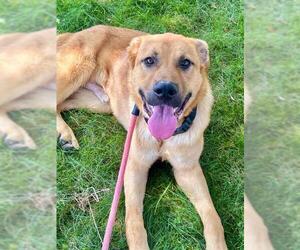 Shepweiller Dogs for adoption in Sacramento, CA, USA