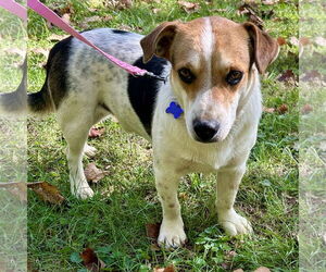 Bagle Hound Dogs for adoption in Batavia, OH, USA