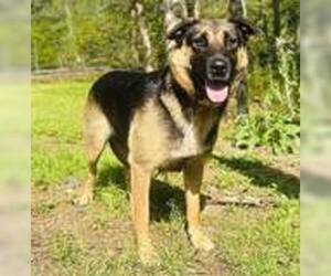 German Shepherd Dog-Unknown Mix Dogs for adoption in Clarkesville, GA, USA