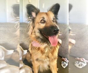 Border-Aussie Dogs for adoption in Orange, CA, USA