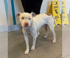 Mutt Dogs for adoption in Rancho Cucamonga, CA, USA