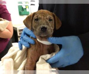 American Pit Bull Terrier Dogs for adoption in Riverside, CA, USA