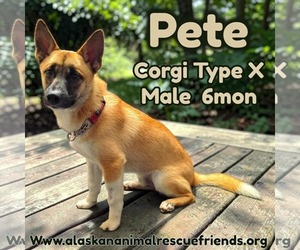 Mutt Dogs for adoption in Anchorage, AK, USA