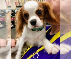 Cavalier King Charles Spaniel Dogs for adoption in Lee's Summit, MO, USA