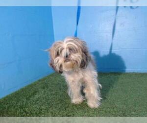 Shih Tzu Dogs for adoption in Orlando, FL, USA