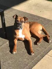 Boxer Dogs for adoption in Fenton, MO, USA