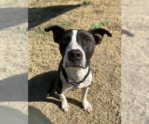 Mutt Dogs for adoption in Temple, TX, USA