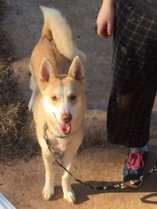 Small Siberian Husky