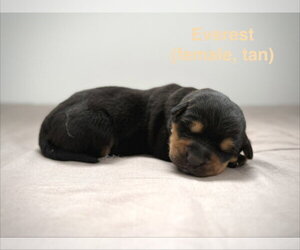 Retriever -Unknown Mix Dogs for adoption in Calgary, Alberta, Canada